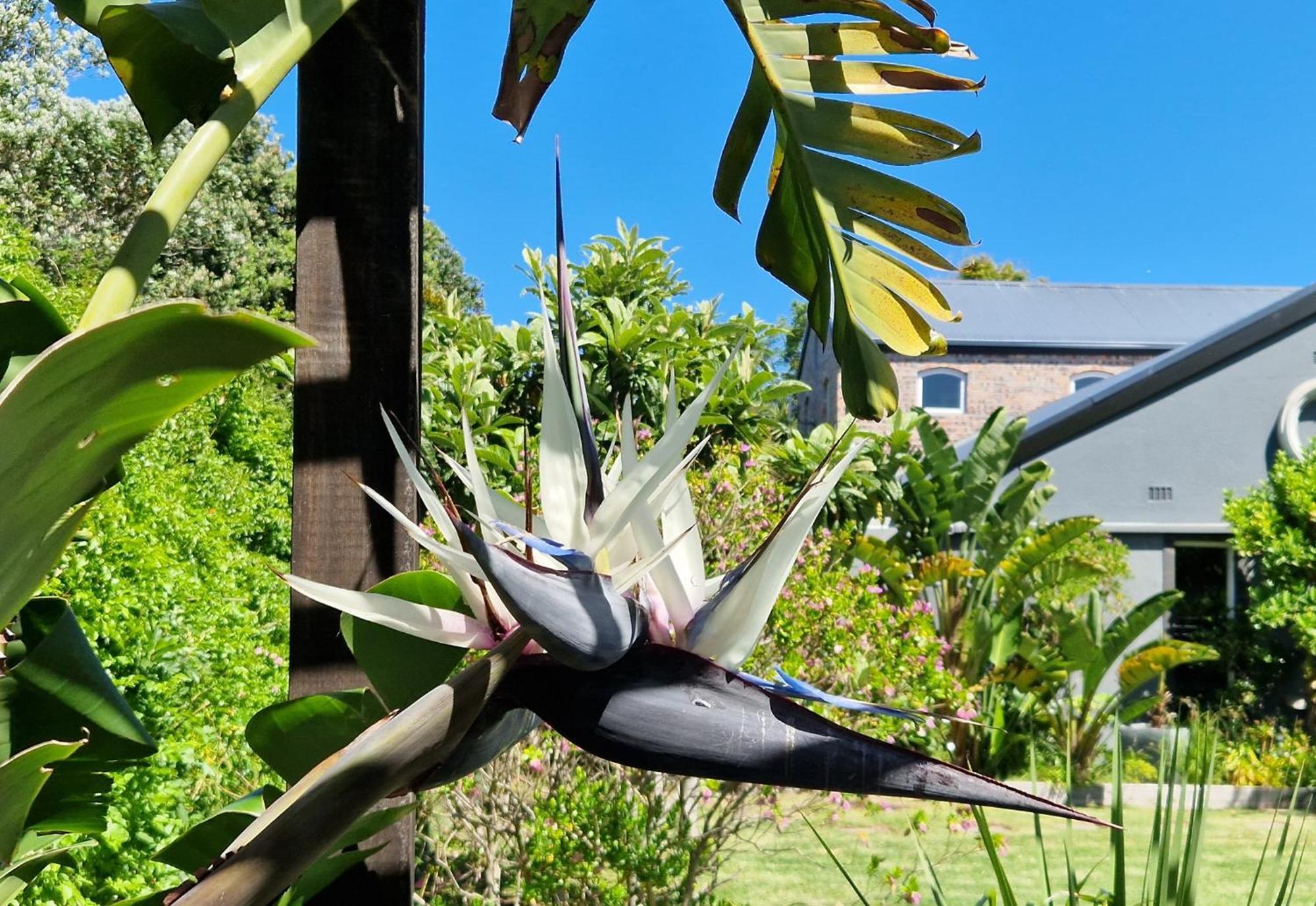 Clement One, A Villa For Family & Friends Cape Town Exterior foto